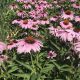 Field of blooming purple coneflowers.